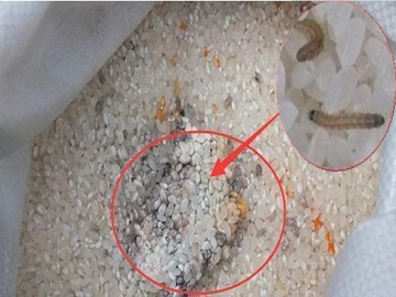 大(dà)米生(shēng)蟲